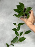 Hoya sp. RHM24182- kp01 ‘Caleb’