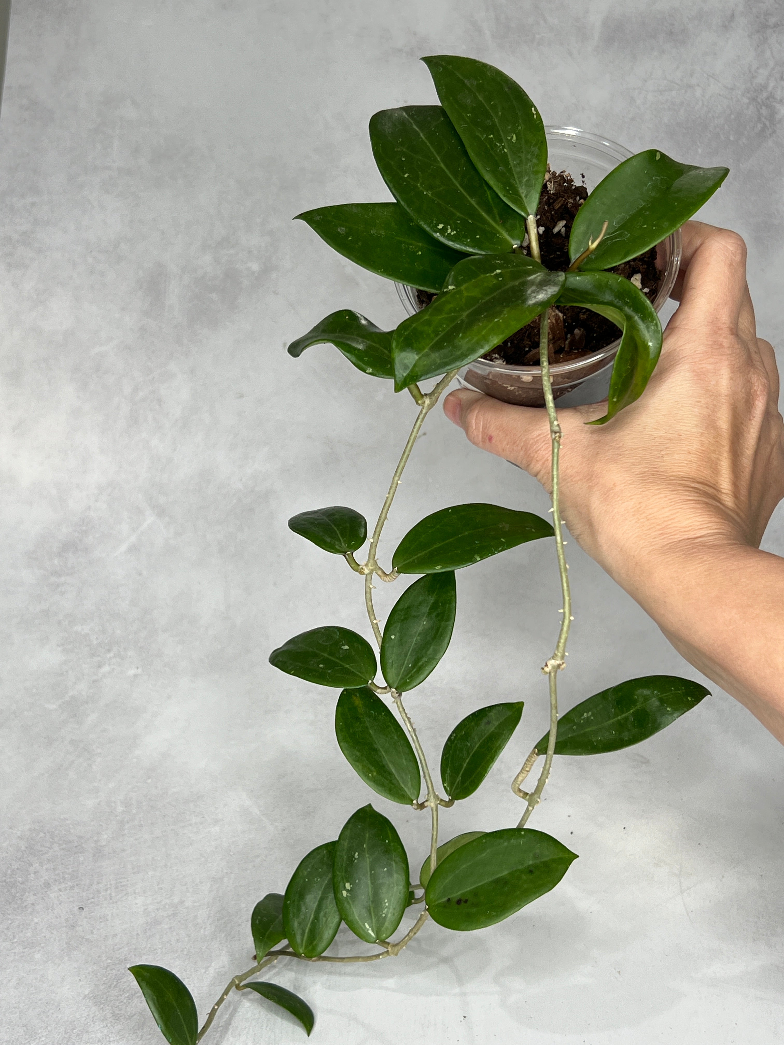 Hoya sp. RHM24182- kp01 ‘Caleb’