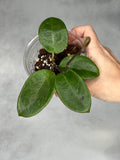 Hoya ‘Pennys Treat’ MB1405b