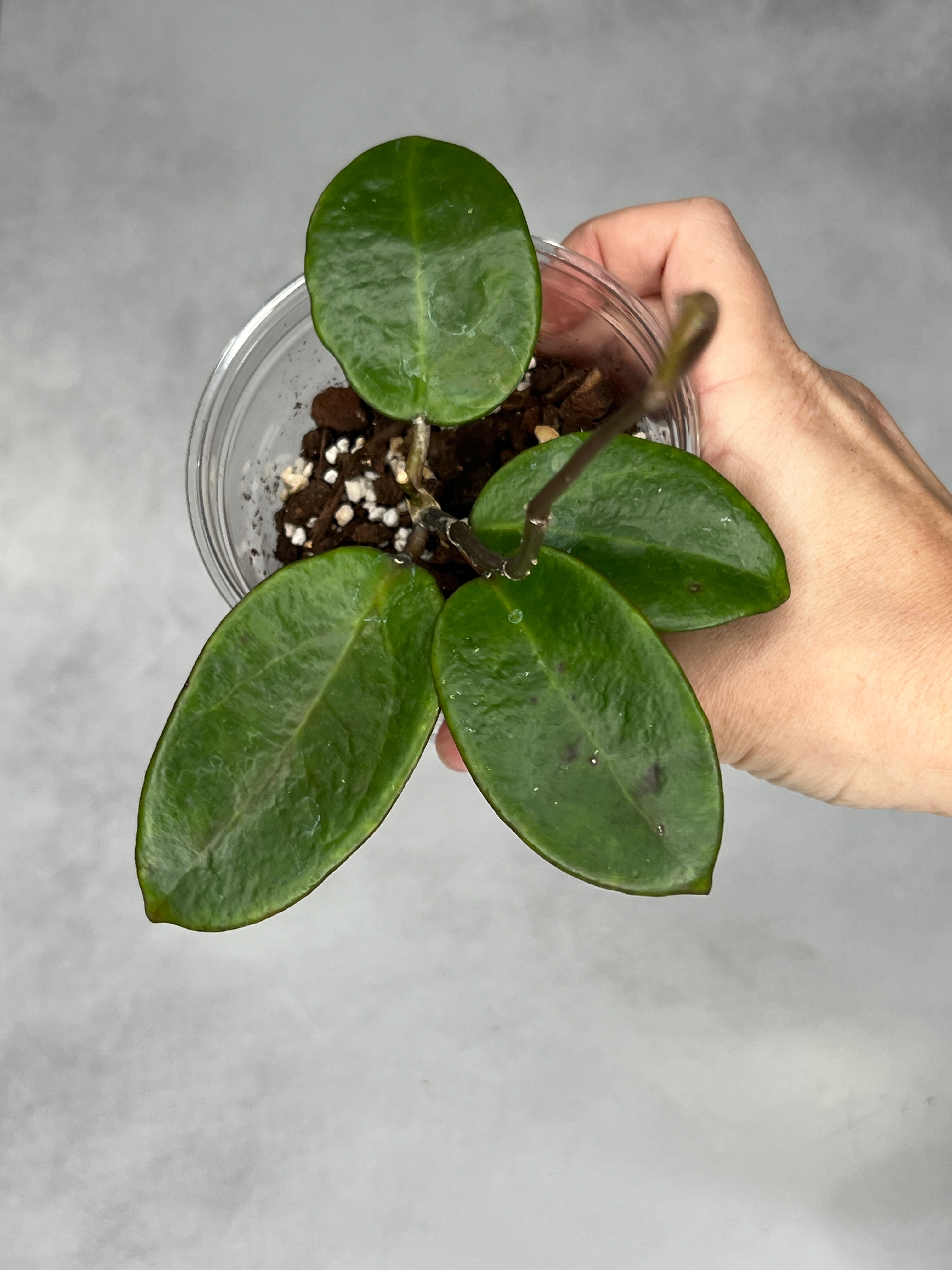 Hoya ‘Pennys Treat’ MB1405b