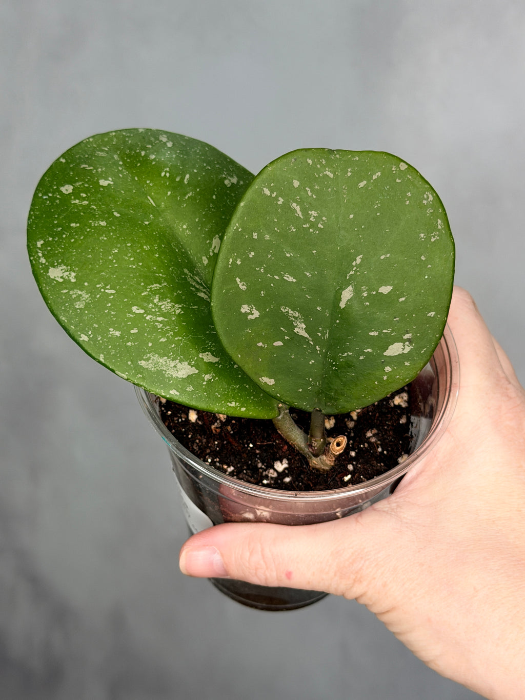 Hoya obovata (splash)