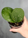Hoya obovata (splash)