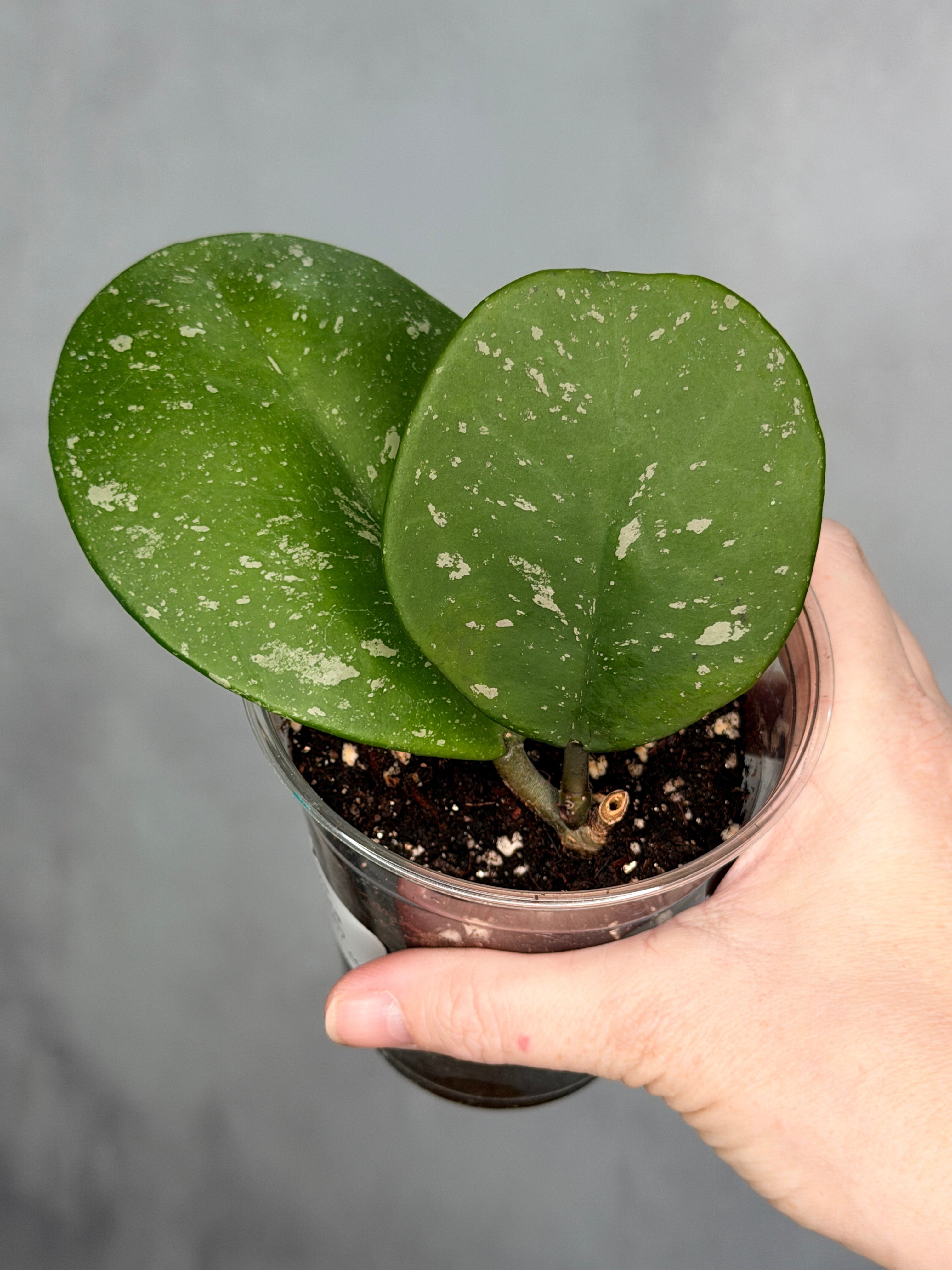 Hoya obovata (splash)