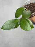 Hoya 'Sunshine' MB 1594b