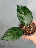Hoya sp. ‘Fishbone’
