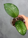 Hoya 'Cereen'