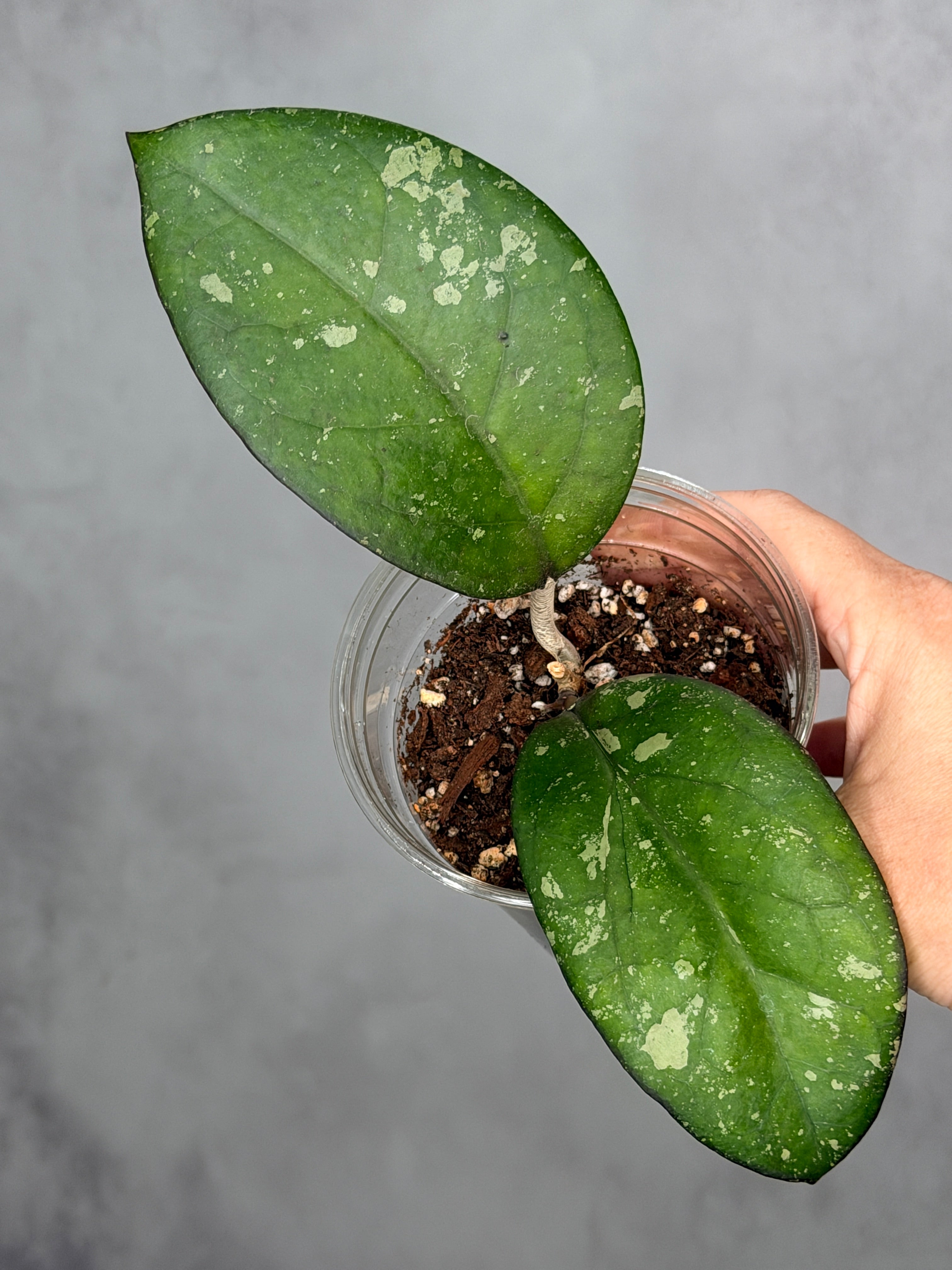 Hoya 'Cereen'