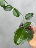 Hoya 'Genieve'
