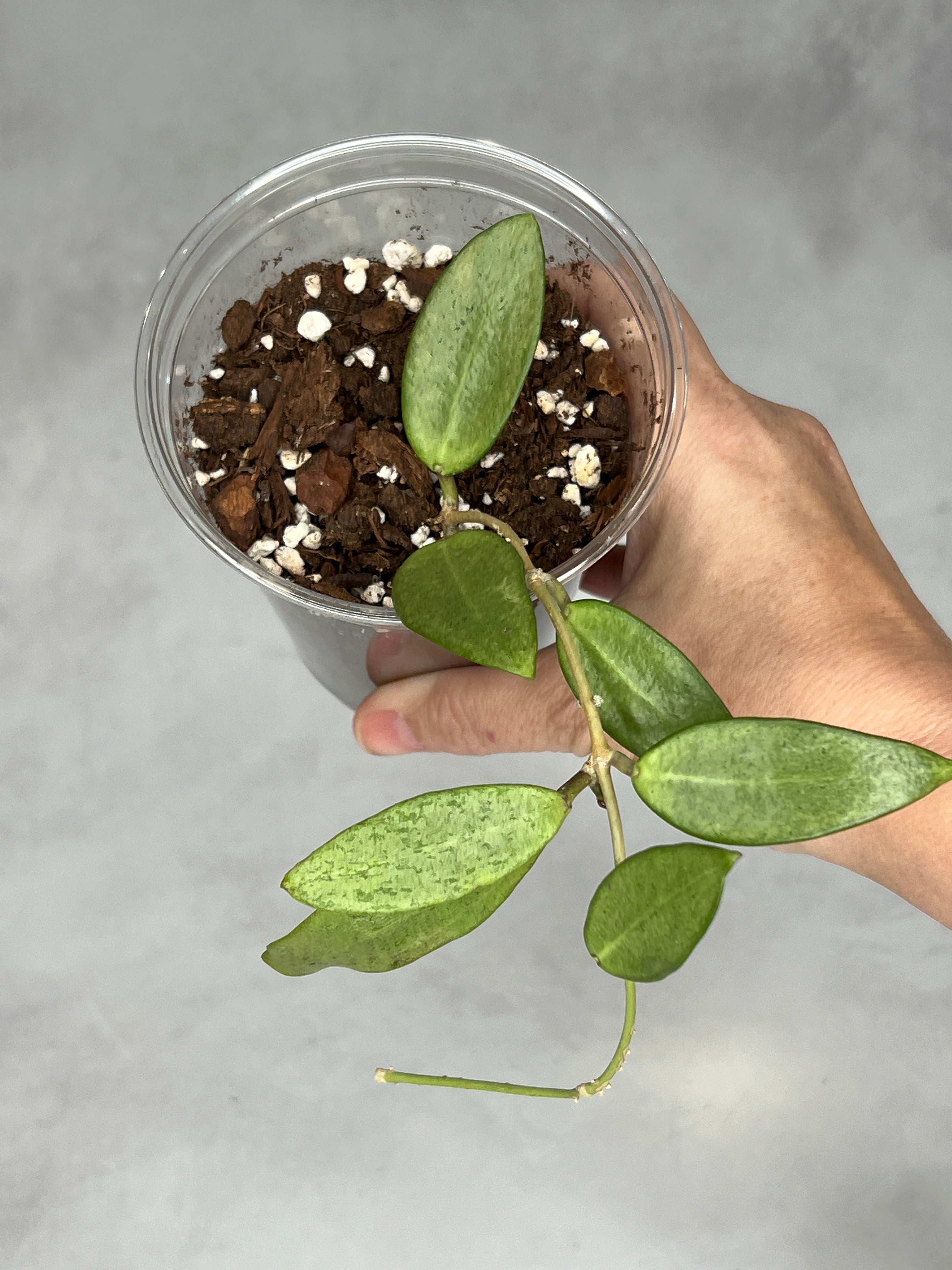 Hoya ‘Silver Lady’