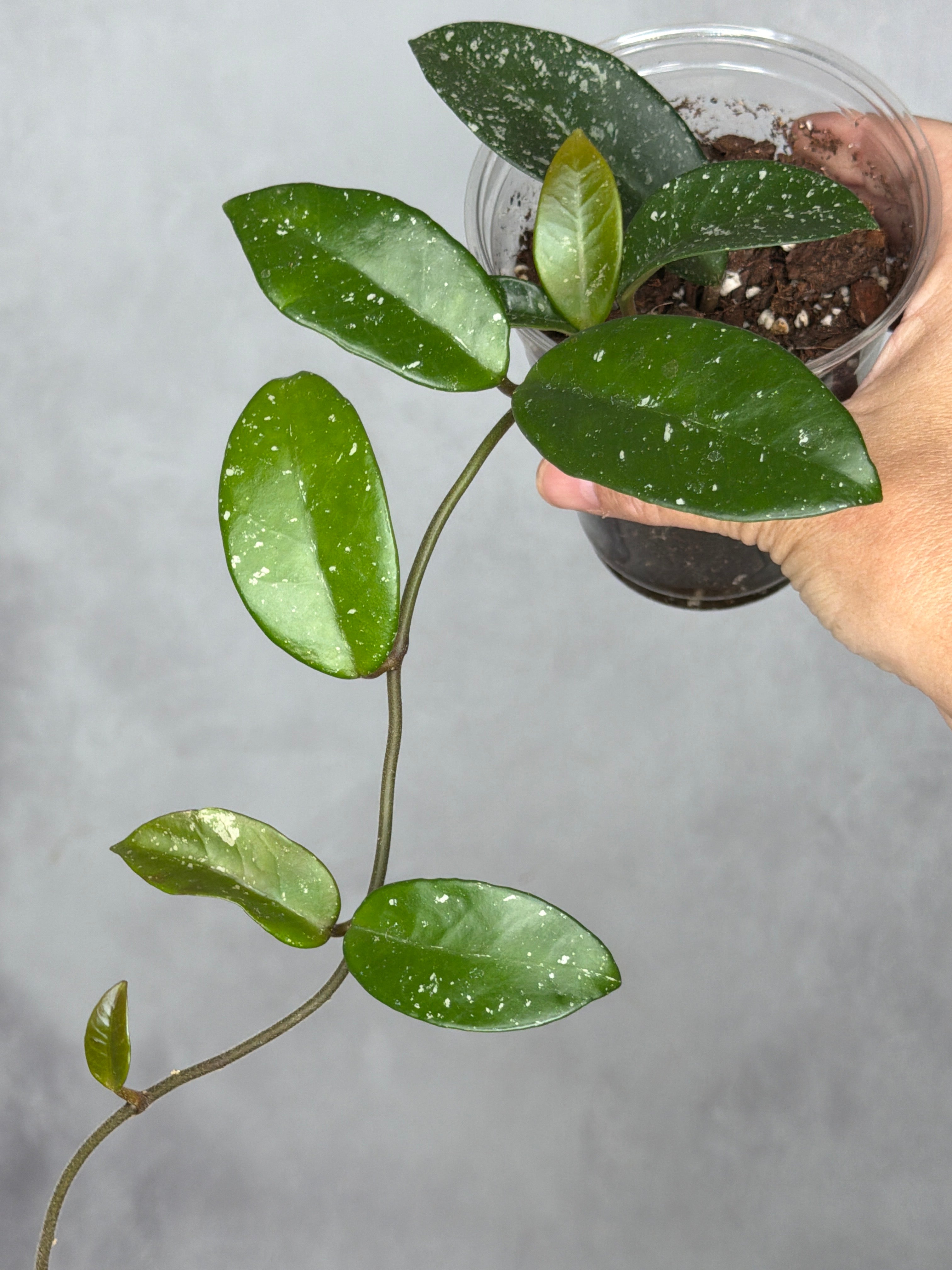 Hoya 'Heidi'