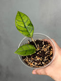 Hoya calistophylla (Kalimantan)