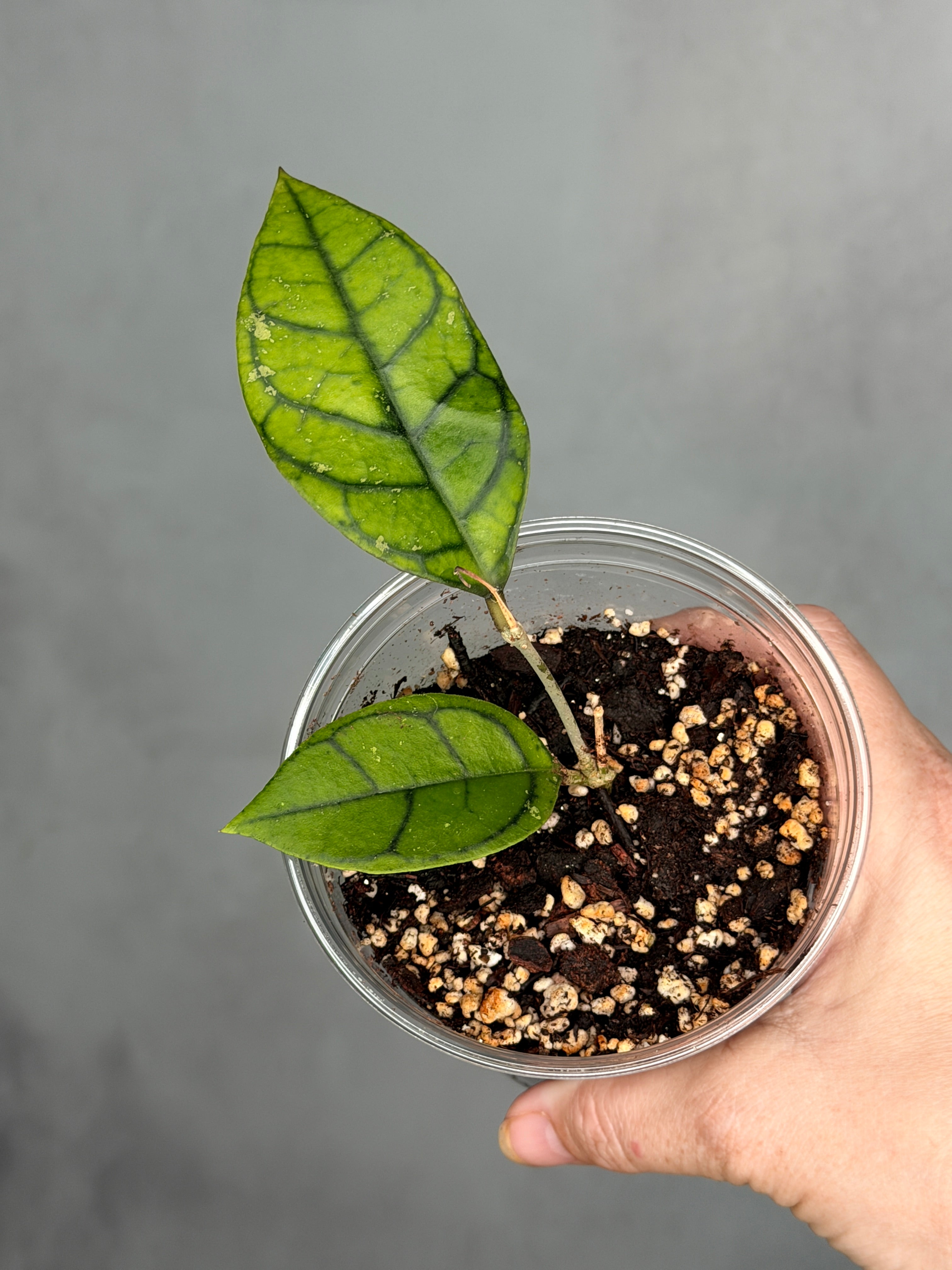 Hoya calistophylla (Kalimantan)
