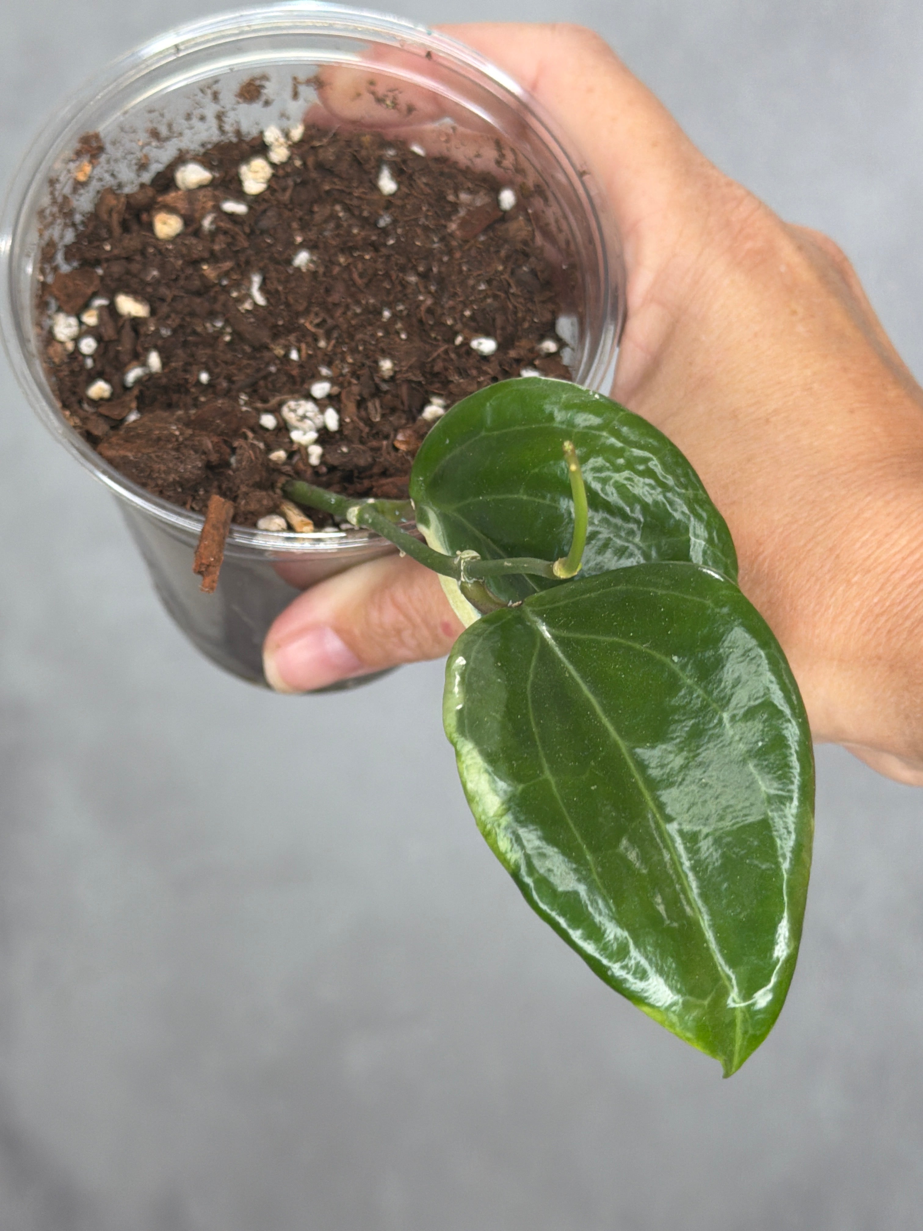 Hoya quinqunervia 'Little Plu'