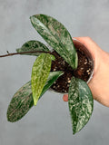 Hoya pubicalyx ‘Reva’