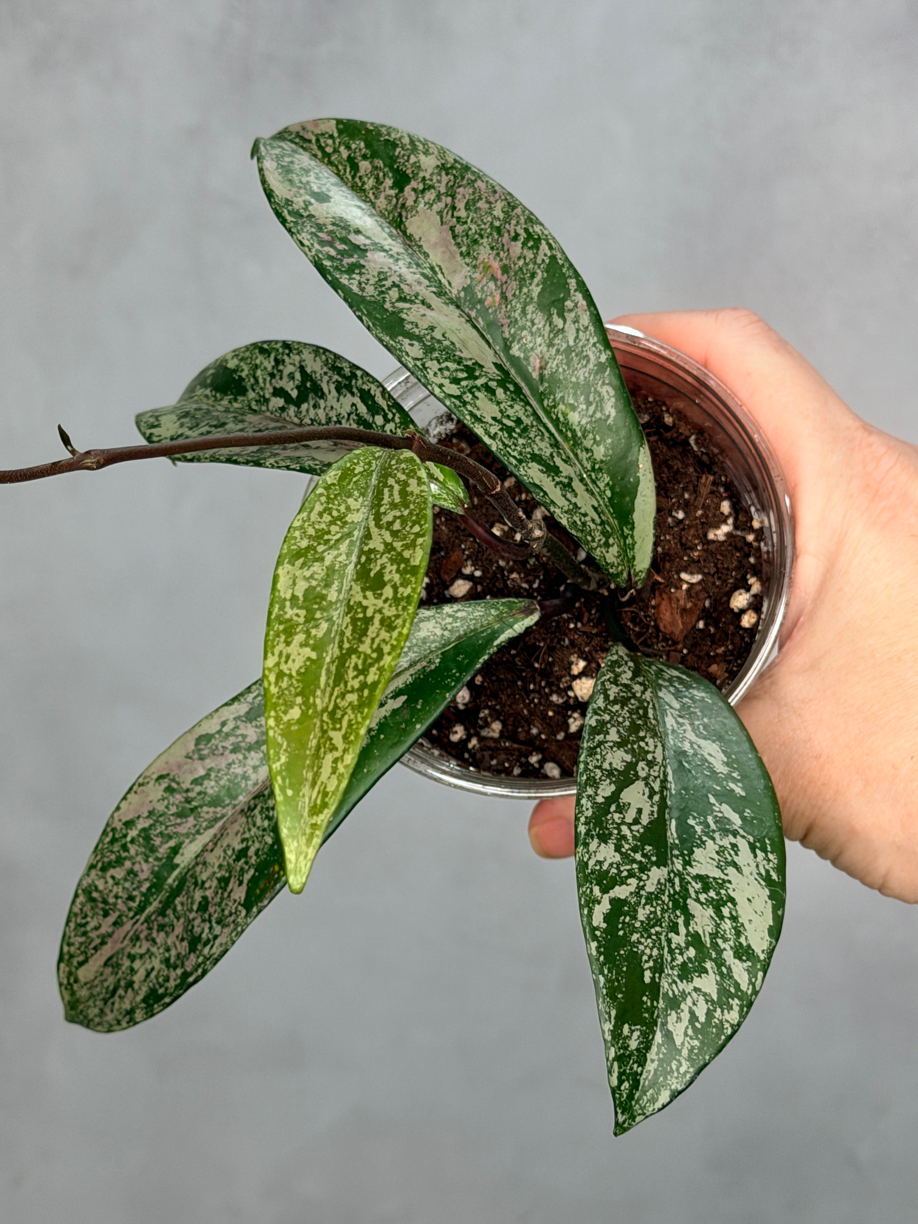 Hoya pubicalyx ‘Reva’