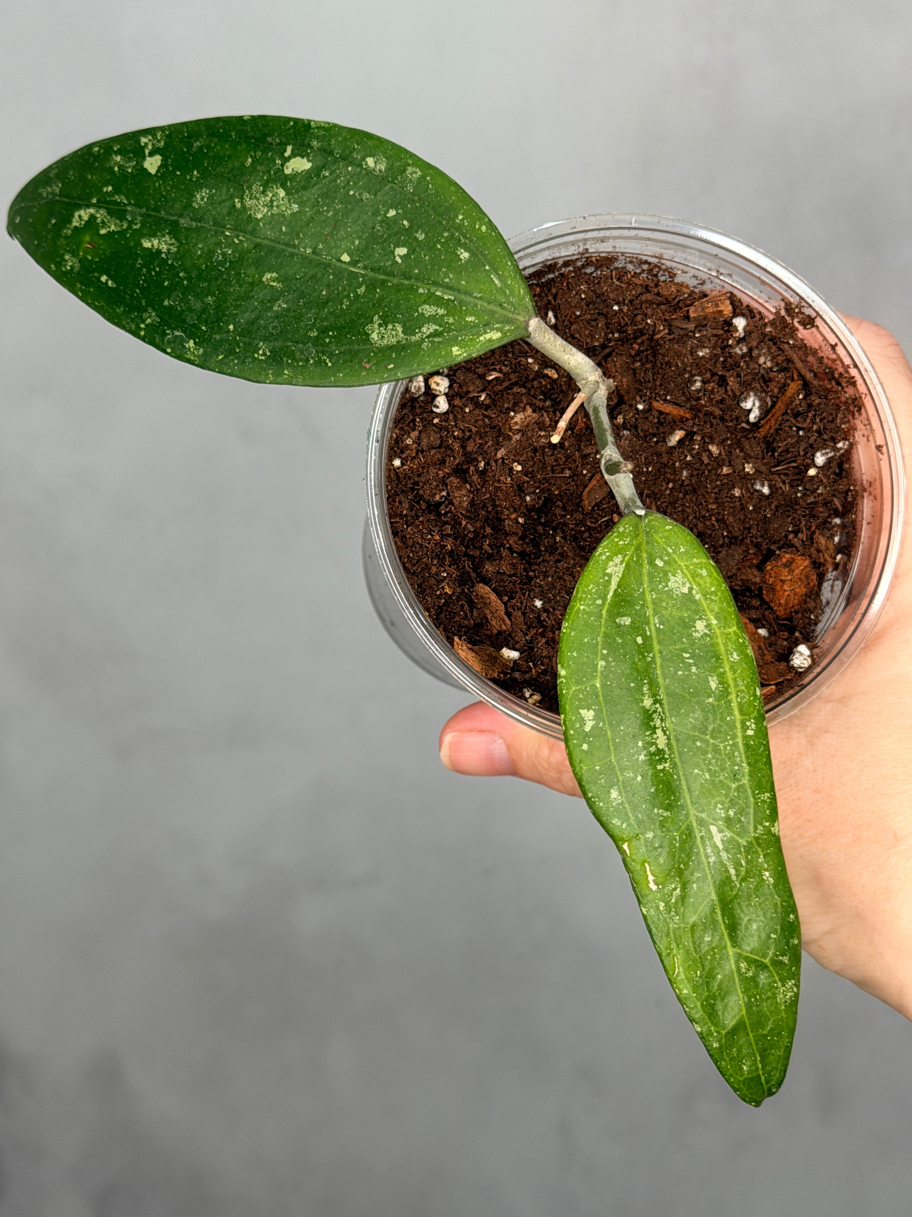 Hoya ‘Stevo’