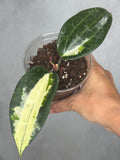 Hoya latifolia 'Queensy'