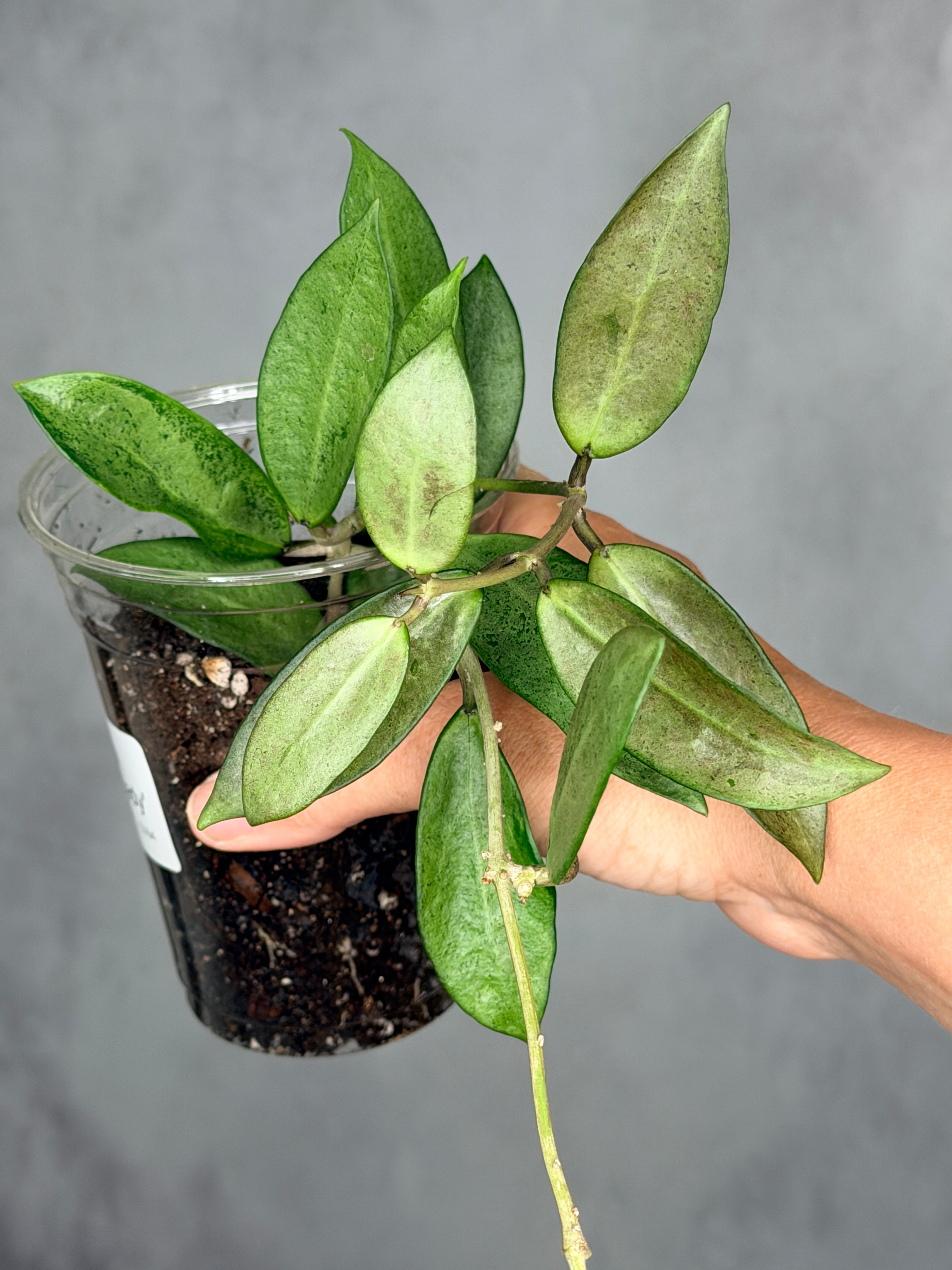 Hoya 'Silver Lady'