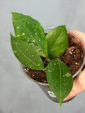 Hoya erythrostemma
