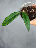 Hoya sp. AH030