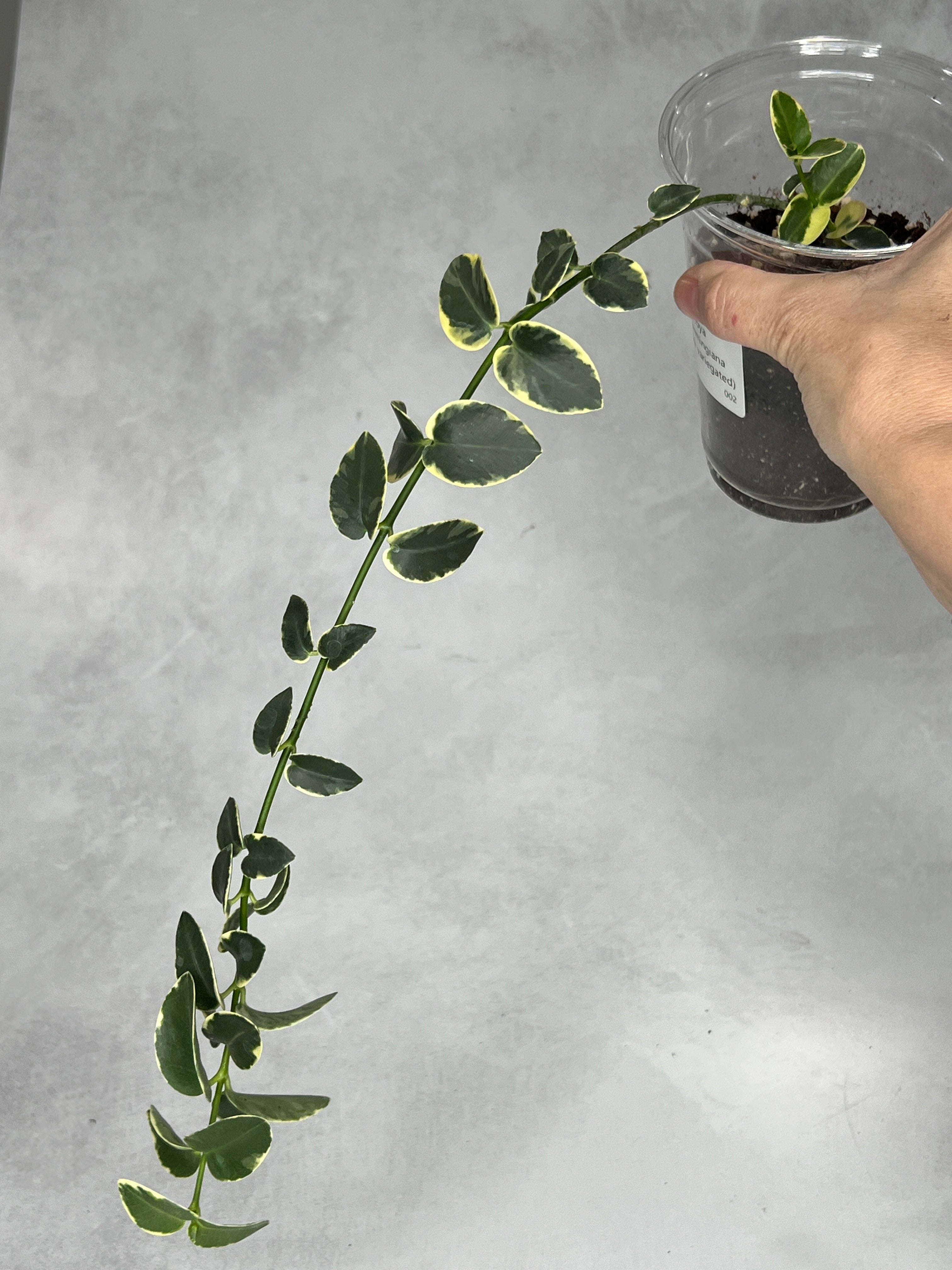 Hoya cummingiana (outer variegated)