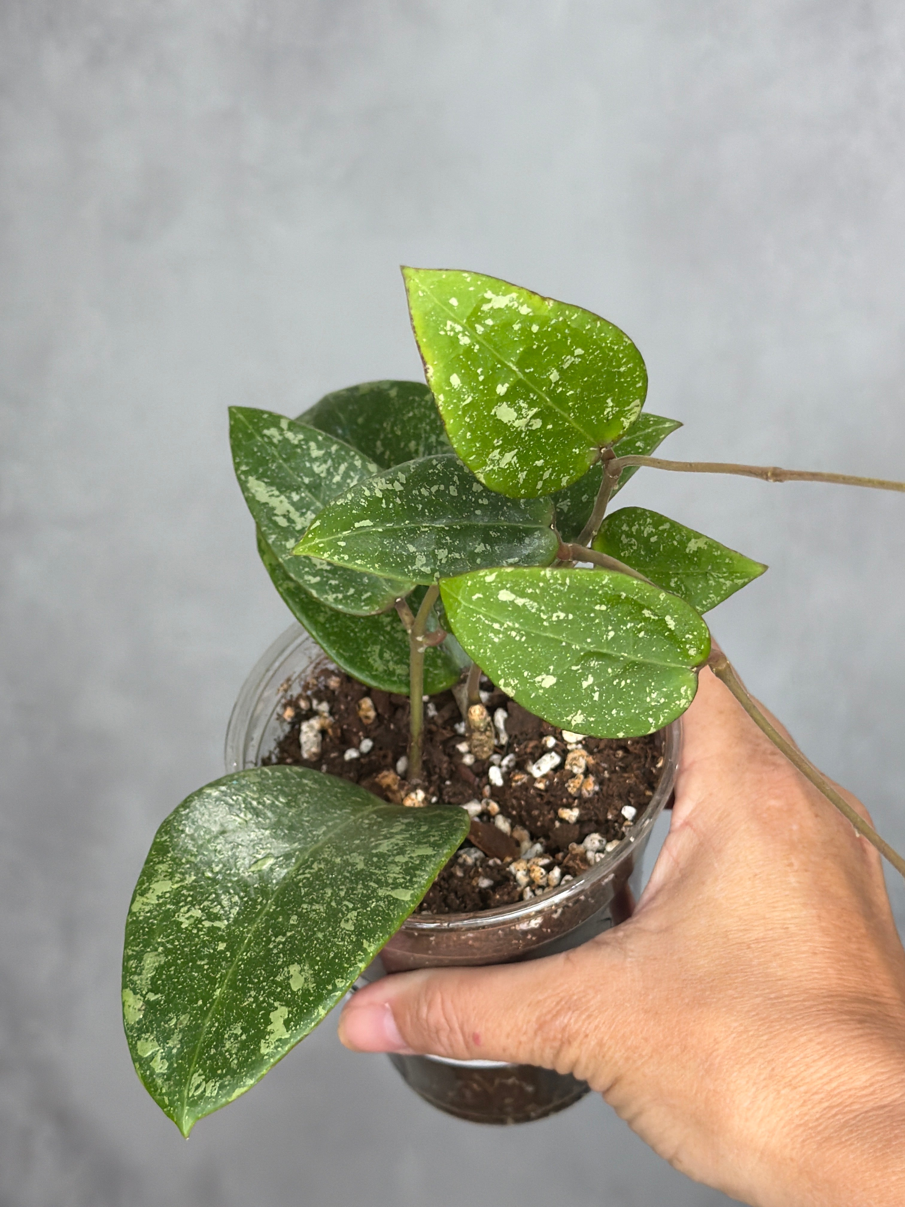 Hoya verticillata (Laos 2)