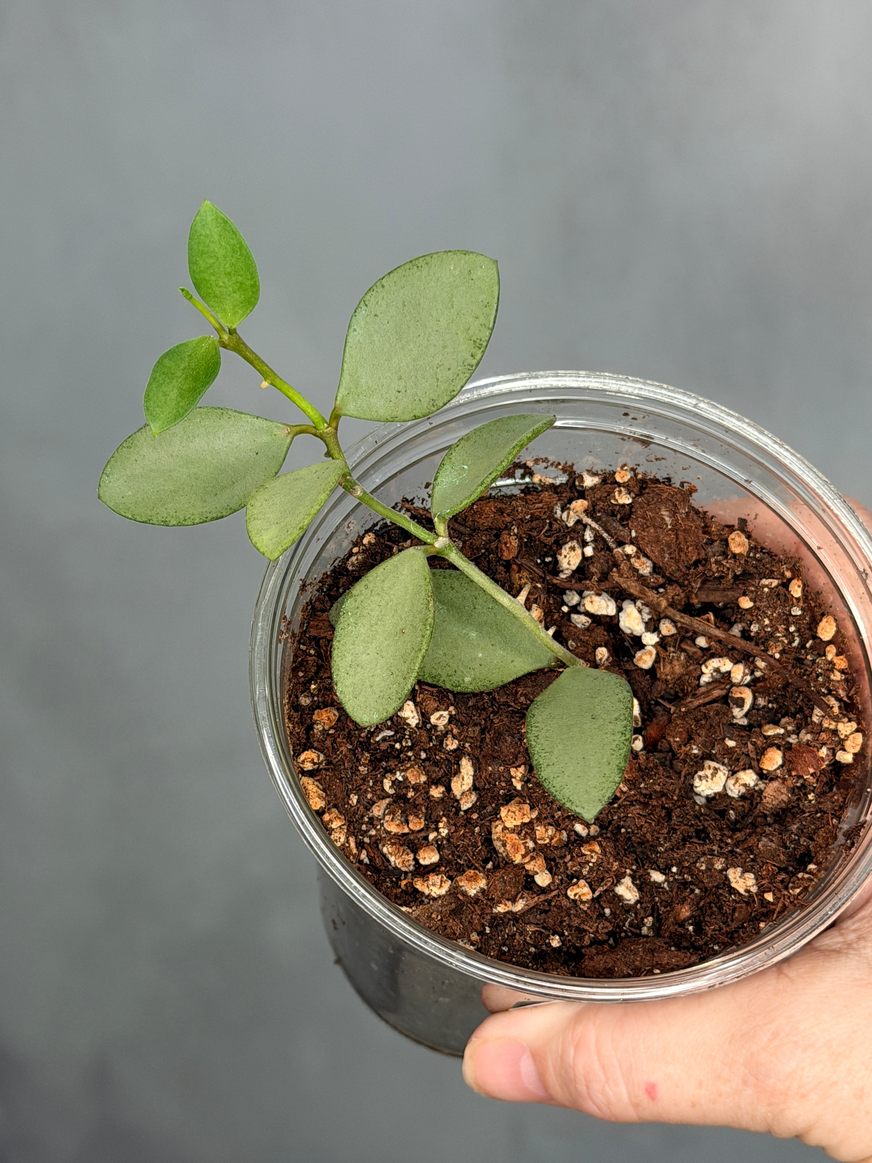 Hoya nummilariodies (Silver)