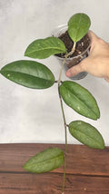 Hoya sp. EPC 1018 (Red Corolla)