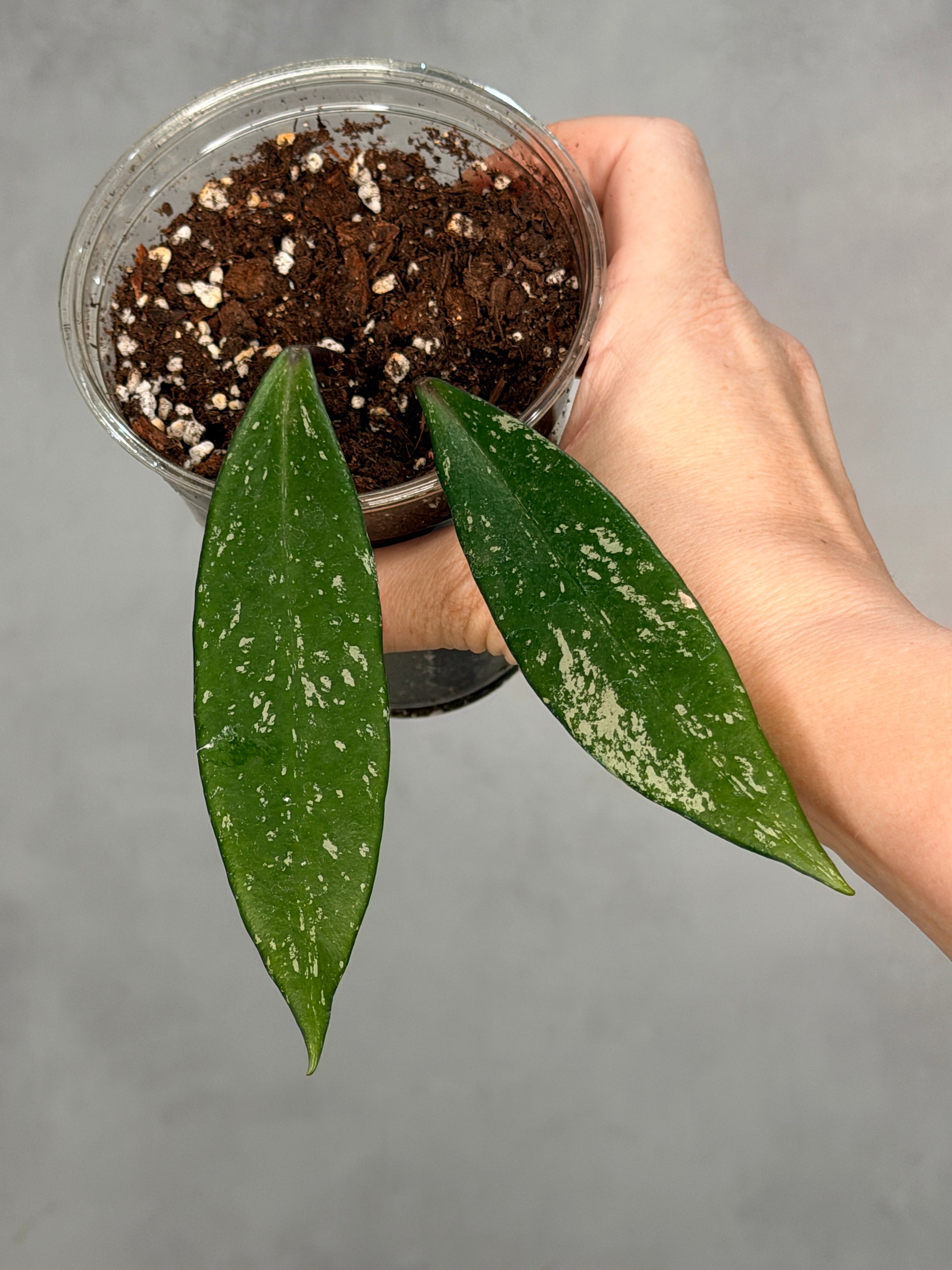 Hoya pubicalyx ‘Reva’