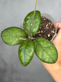 Hoya 'Larisa'
