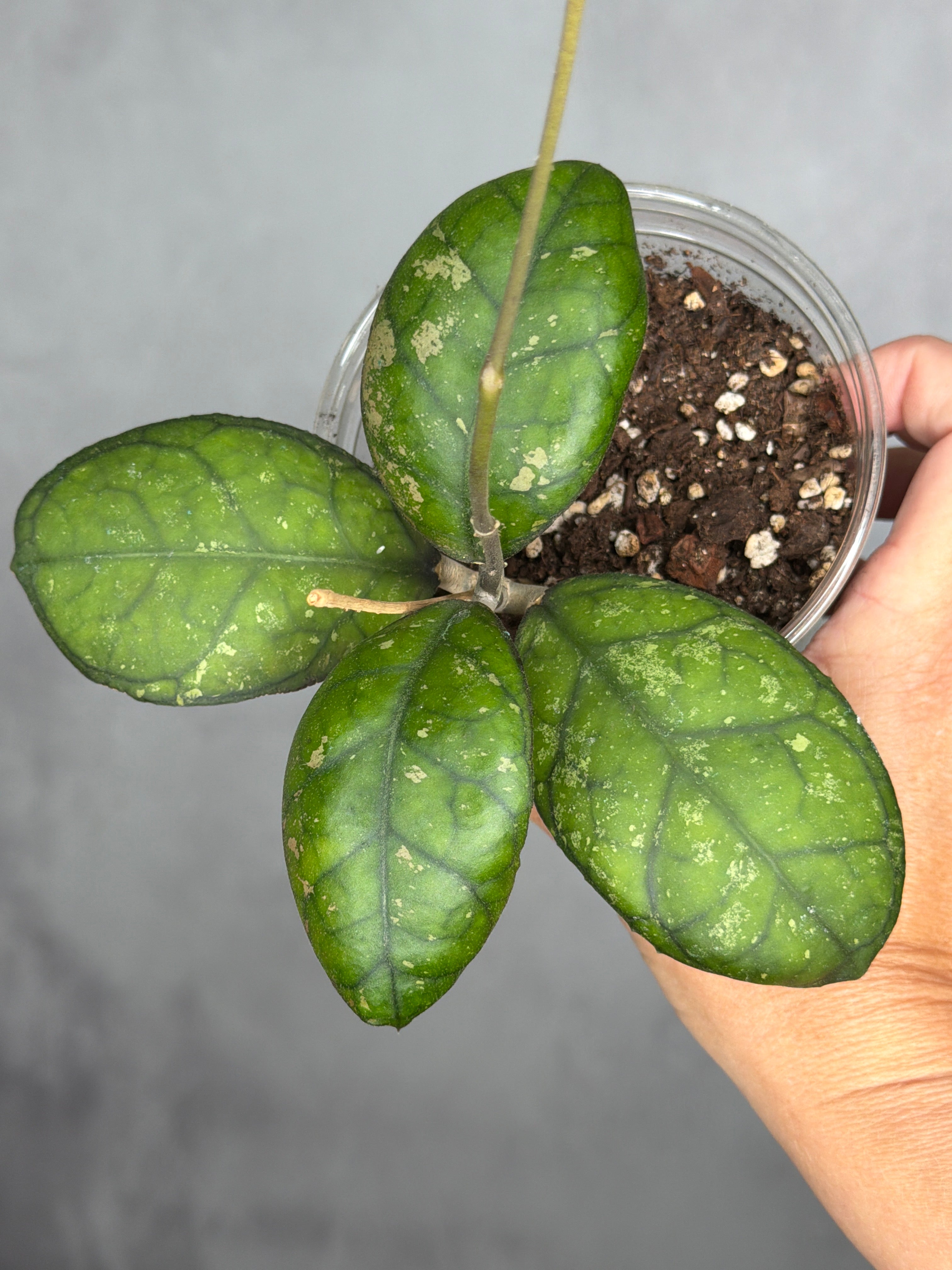 Hoya 'Larisa'