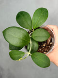 Hoya sp. RHM 24221 - KP02 (pachyclada x parasitica x unk)
