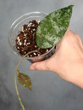 Hoya caudata (Gold)