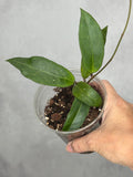 Hoya GTX01-01 'Love Affair'