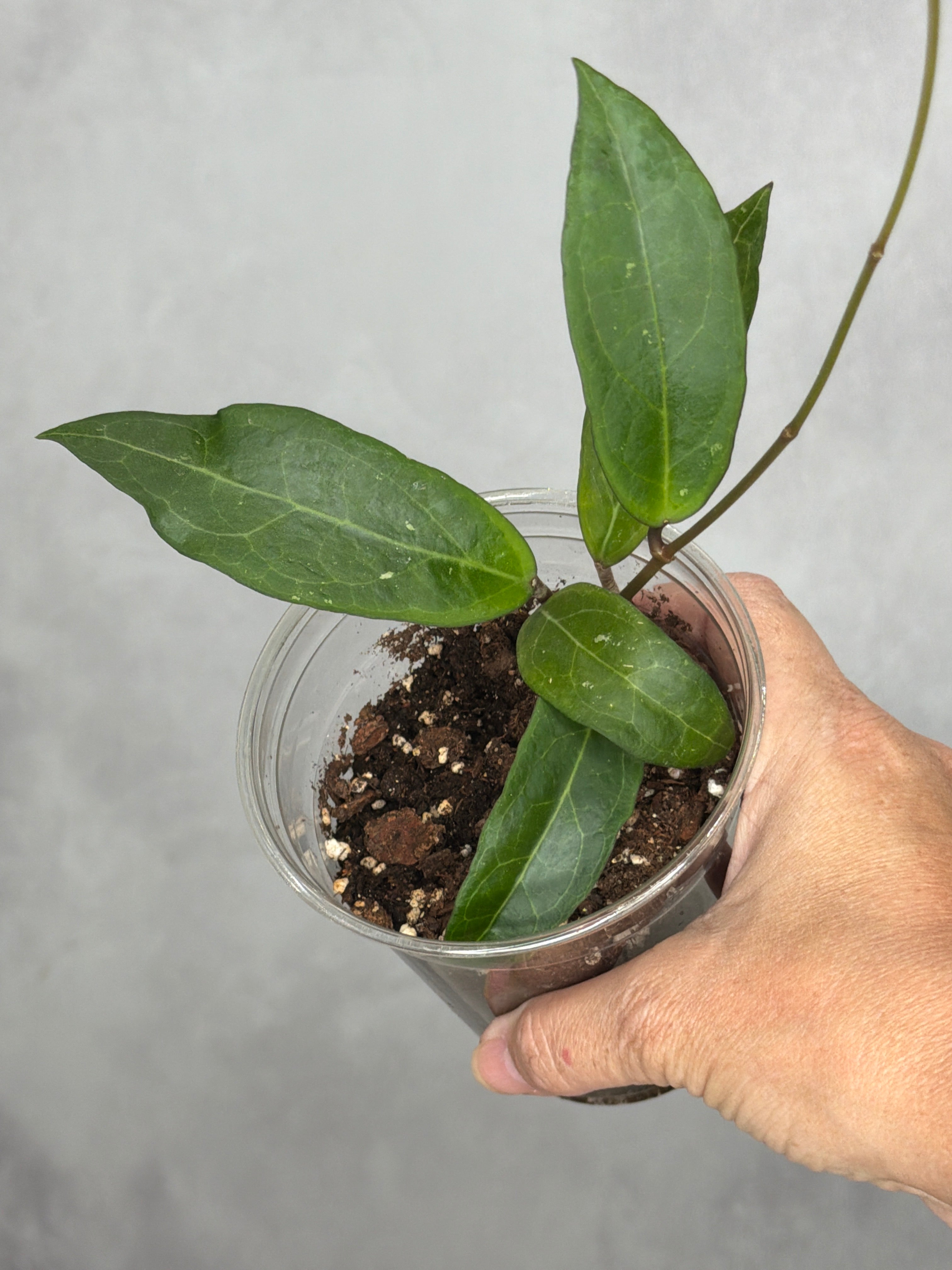 Hoya GTX01-01 'Love Affair'