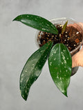 Hoya pubicalyx ‘Reva’