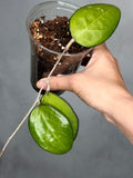 Hoya sp. KSB-01