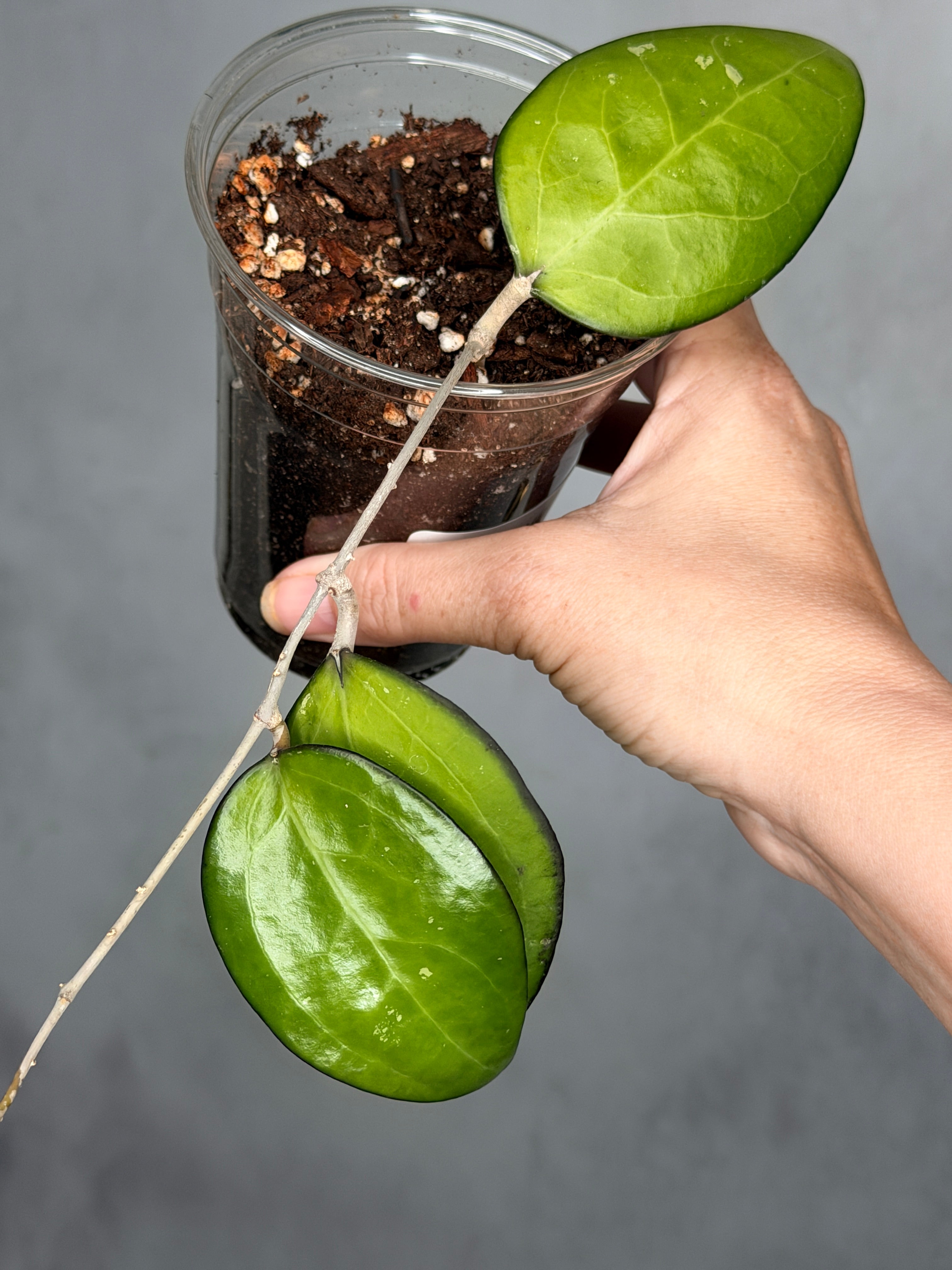 Hoya sp. KSB-01