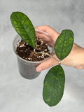 Hoya sp. Kapit (Borneo)