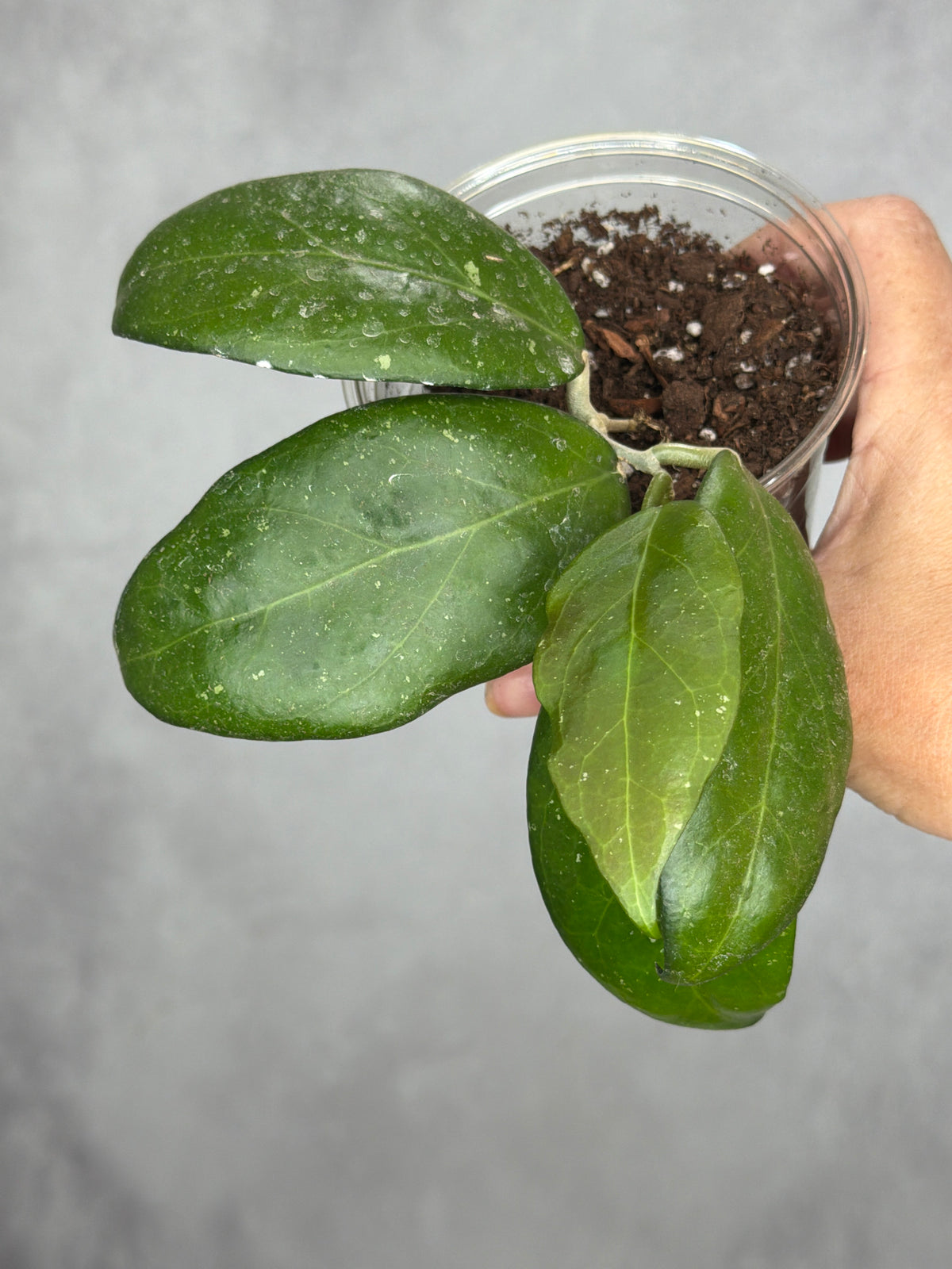 Hoya 'Florida' (MB 1594c)
