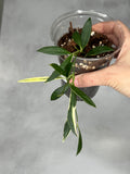 Hoya tsangii (outer variegated)