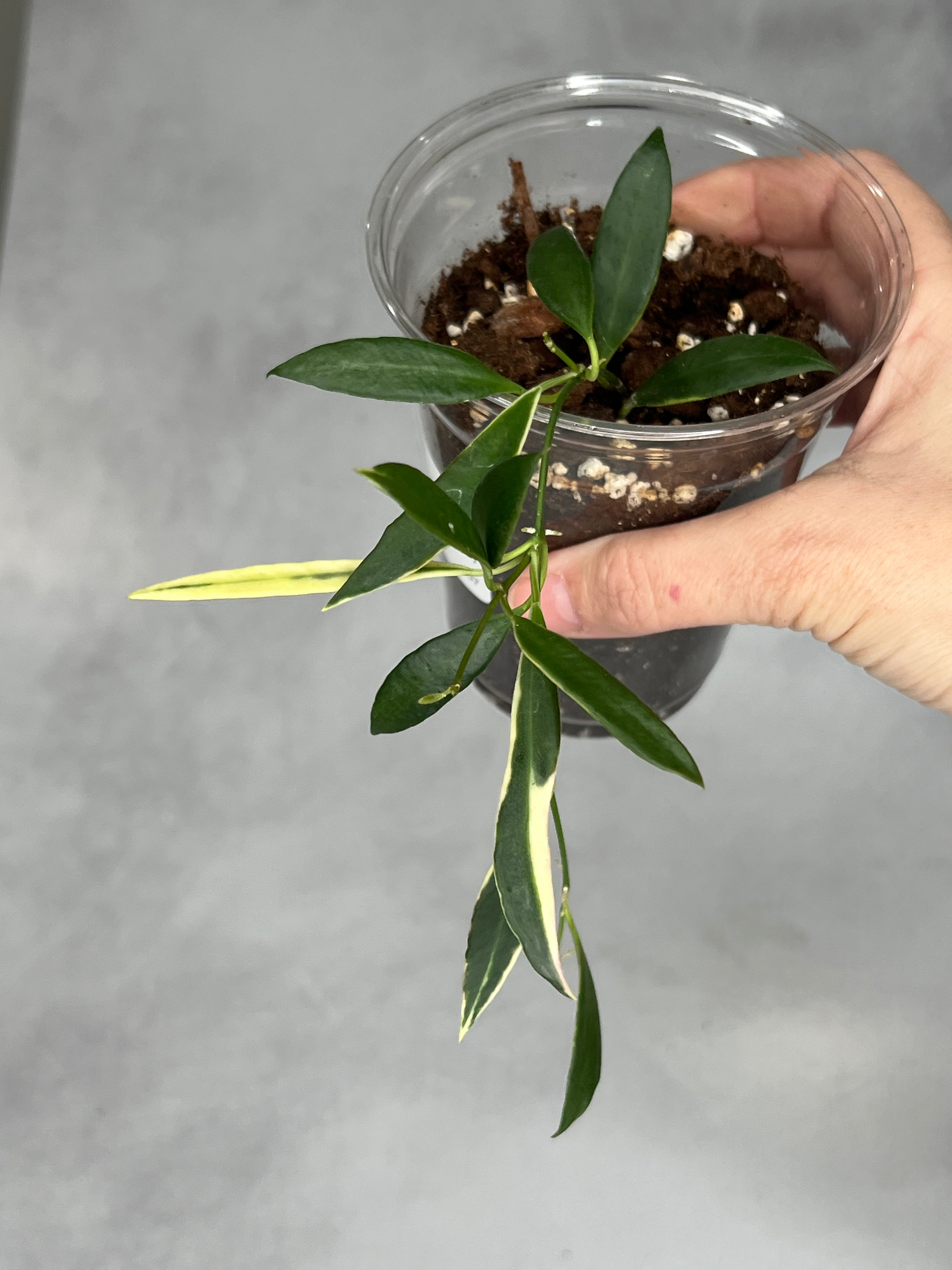 Hoya tsangii (outer variegated)