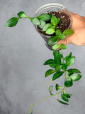 Hoya bilobata (fka panchoi)