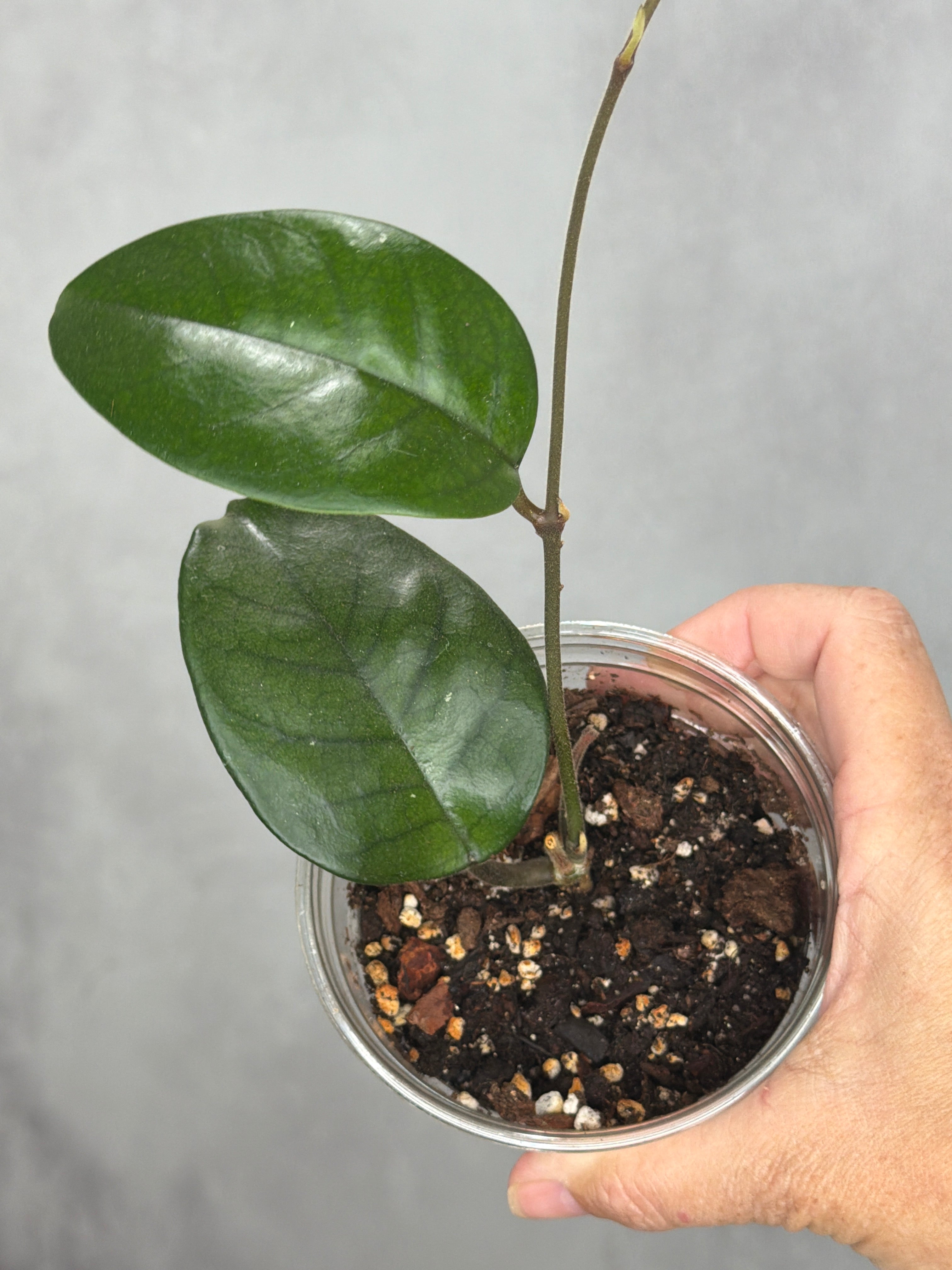 Hoya 'Col. Meekins'