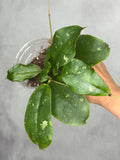 Hoya mitrata (splash)