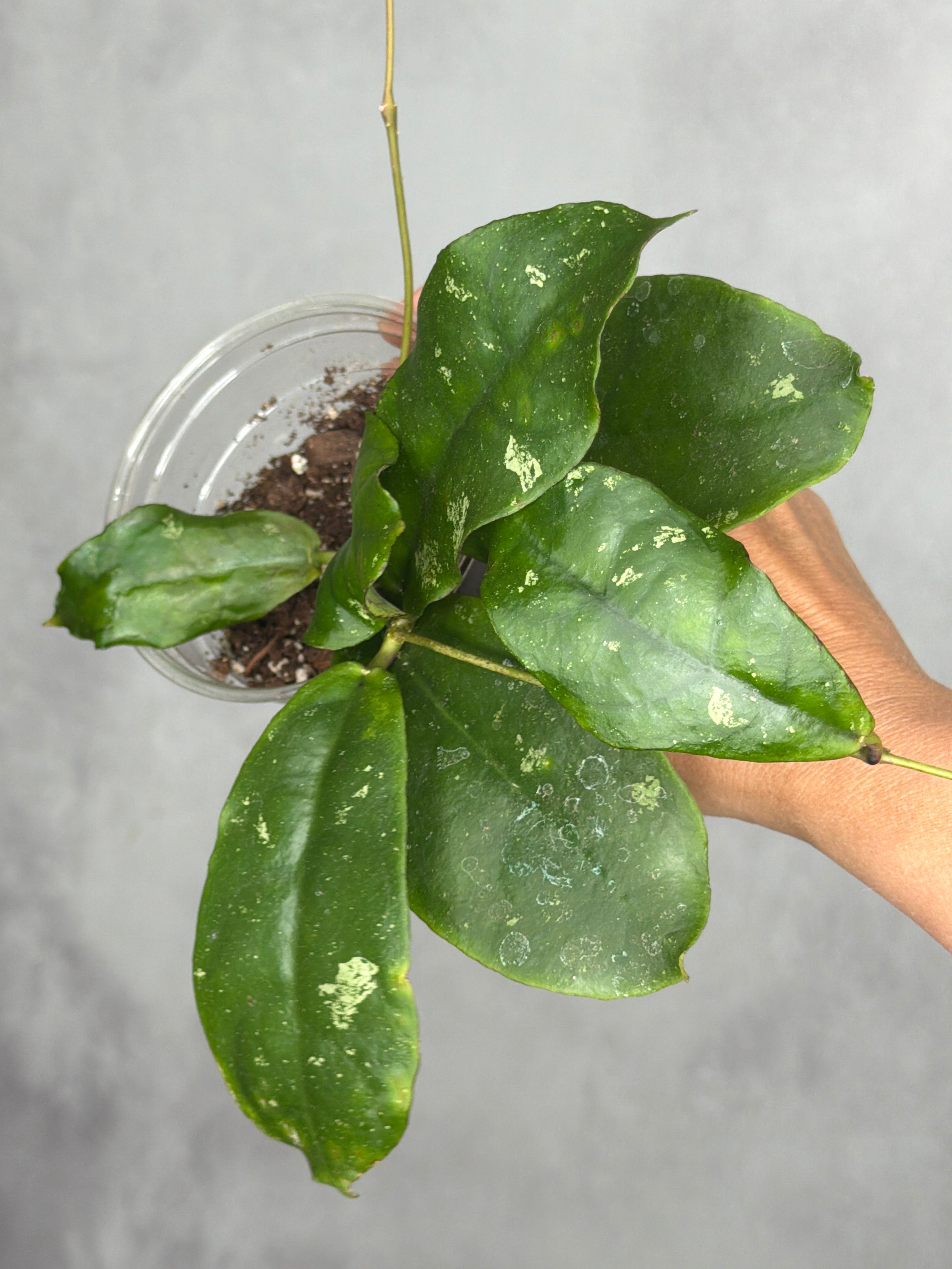 Hoya mitrata (splash)