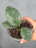 Hoya wamaniae 'Cloud Sky'1