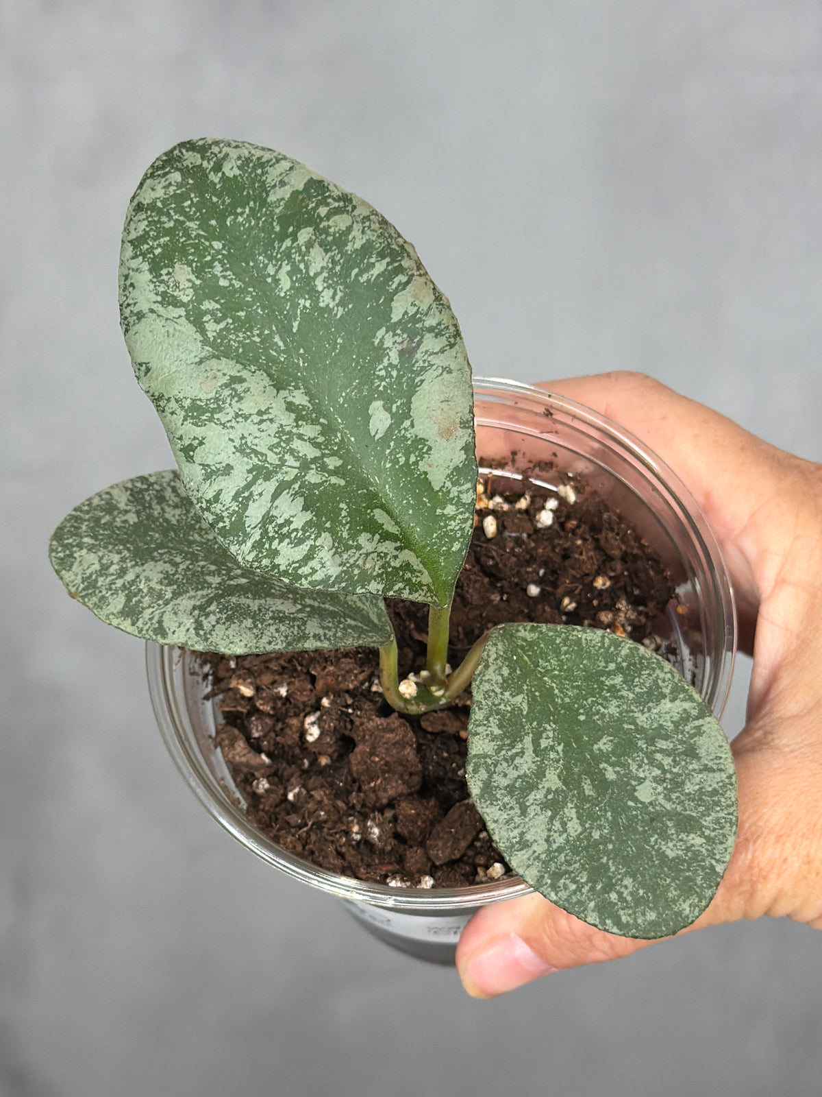 Hoya wamaniae 'Cloud Sky'1