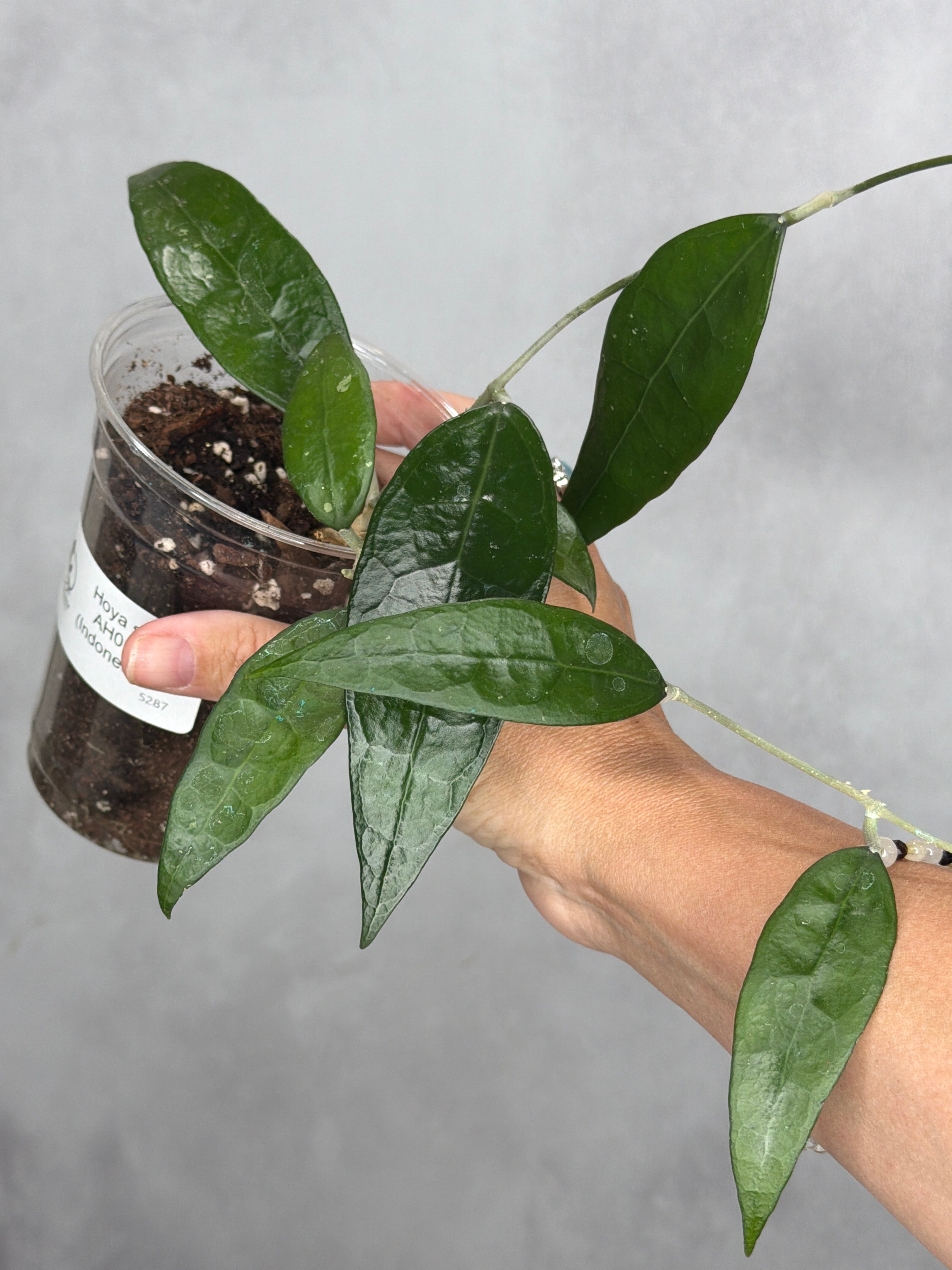 Hoya sp. AH001 (indonesia)