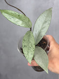 Hoya pubicalyx 'Pink Silver Ghost'